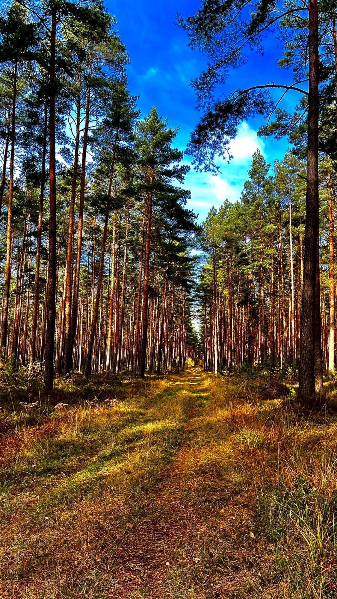 Appartamento Viridi Radomierz Esterno foto